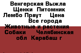 Венгерская Выжла. Щенки. Питомник Лембо Праут. › Цена ­ 35 000 - Все города Животные и растения » Собаки   . Челябинская обл.,Карабаш г.